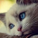 tweety_