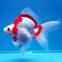 goldfishformula