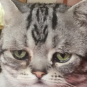 mandaltakoz