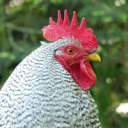 şozunbirnumara